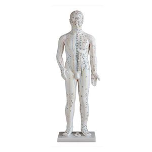 Acupuncture Model 70CM
